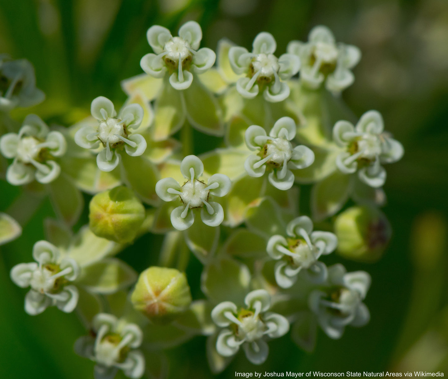 Milkweed, Whorled (Asclepias verticillata)