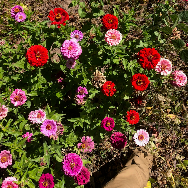 Northern Lights & Candy Cane Zinnia Mix