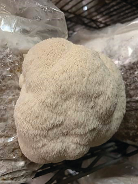 Lion'S Mane "Pom Pom" Plug Spawn