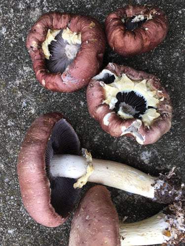 Garden Giant Sawdust Spawn