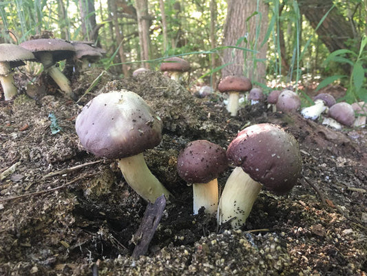 Garden Giant Sawdust Spawn