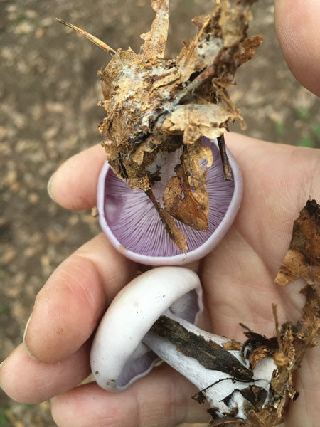 Blewit Sawdust Spawn