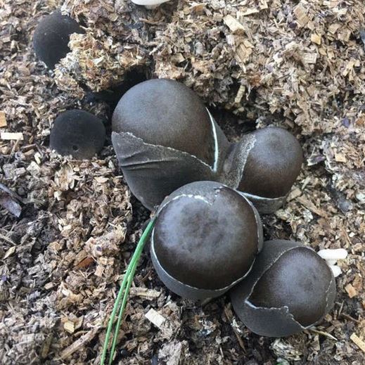 Paddy Straw Sawdust Spawn