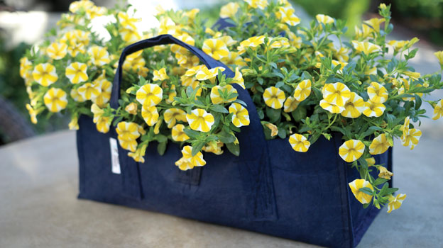 Fabric Planter Succulent Kit