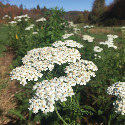 MEDICINE GARDEN SEED KIT