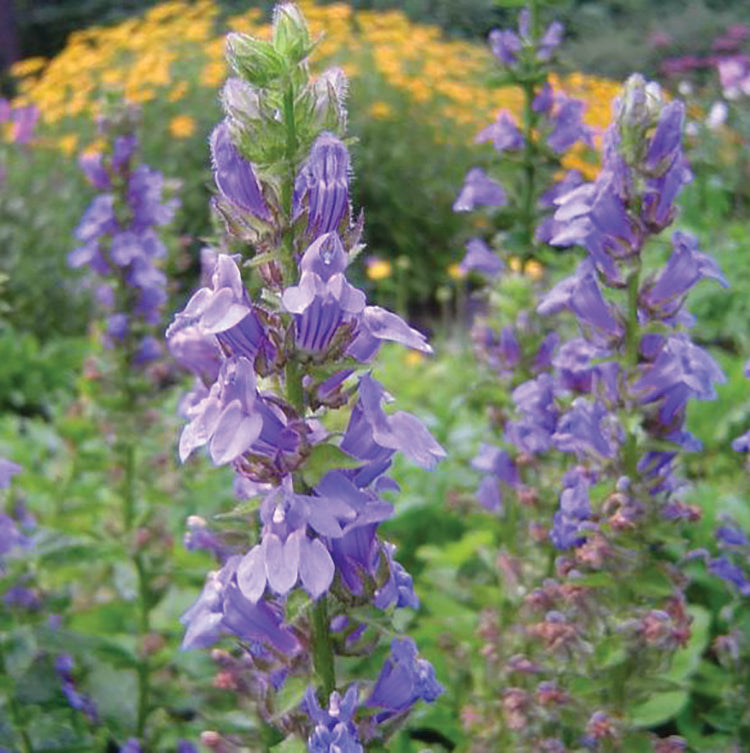 POLLINATOR GARDEN SEED KIT