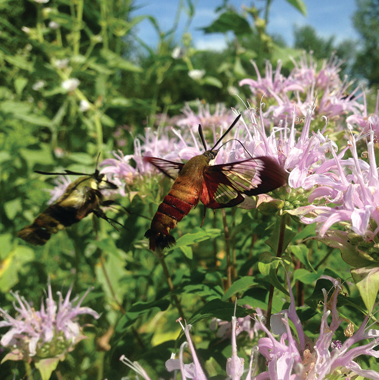 POLLINATOR GARDEN SEED KIT