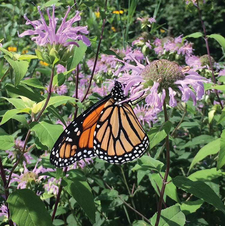 POLLINATOR GARDEN SEED KIT