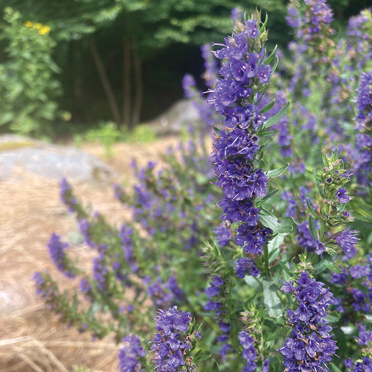 POLLINATOR GARDEN SEED KIT