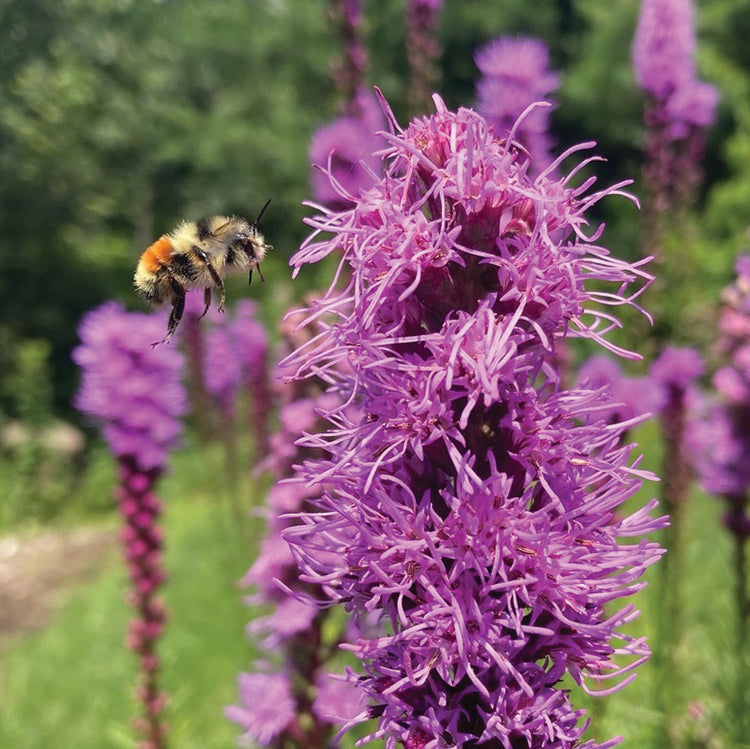 POLLINATOR GARDEN SEED KIT