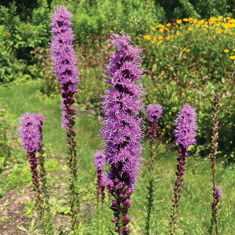 POLLINATOR GARDEN SEED KIT