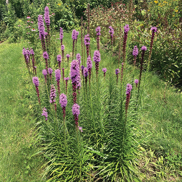 POLLINATOR GARDEN SEED KIT