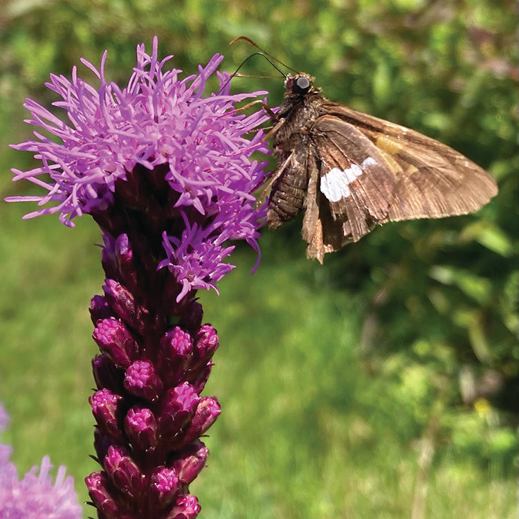 POLLINATOR GARDEN SEED KIT