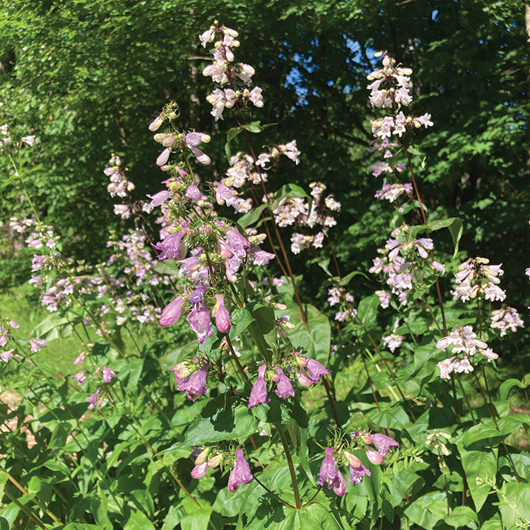 POLLINATOR GARDEN SEED KIT