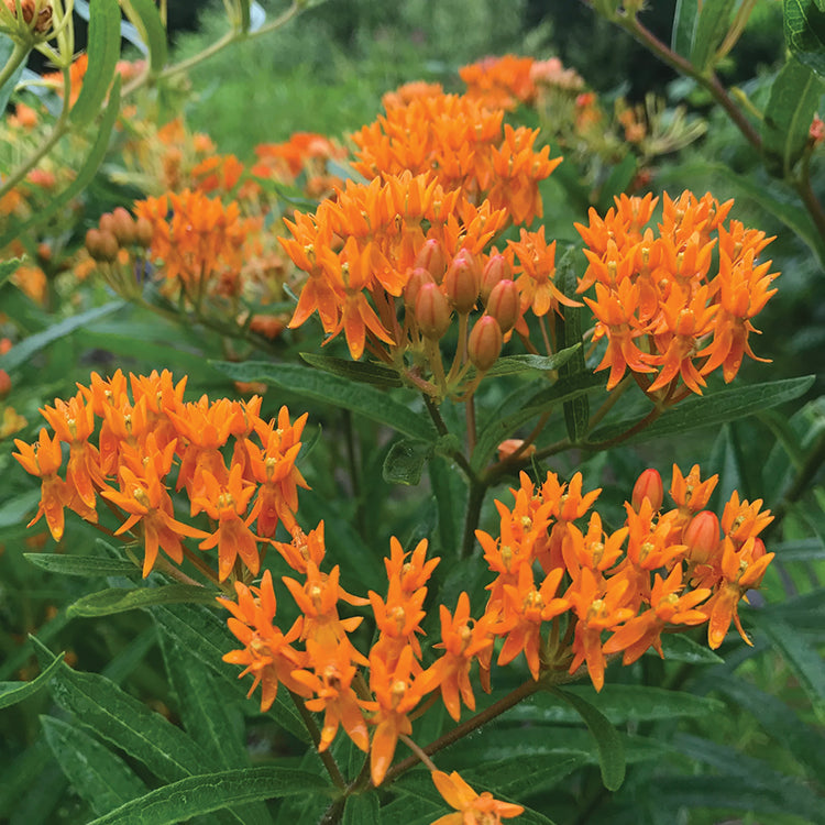 POLLINATOR GARDEN SEED KIT