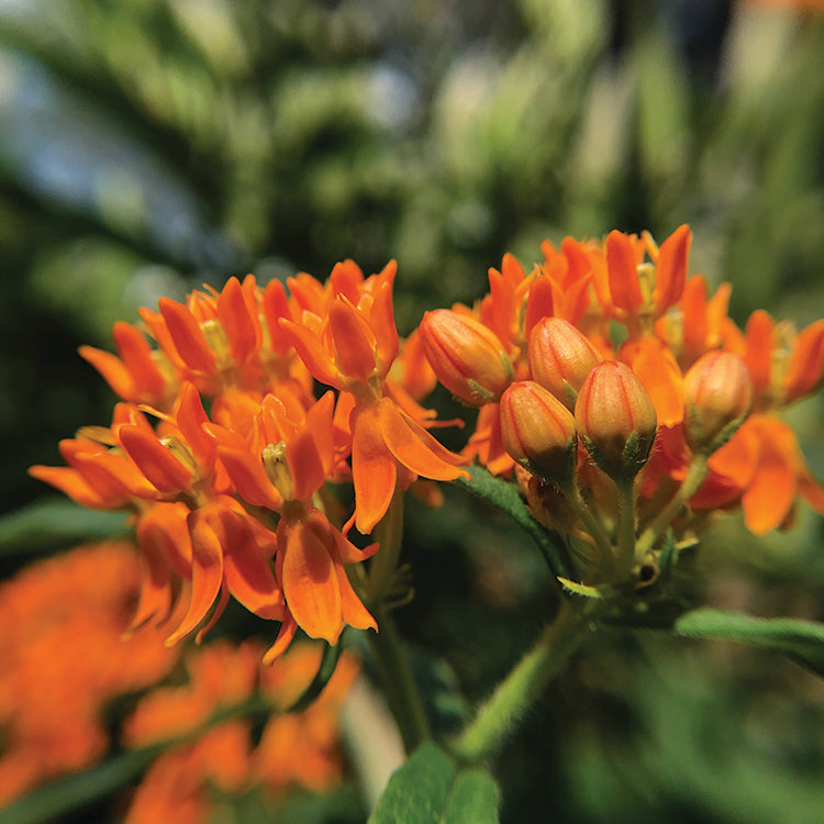 POLLINATOR GARDEN SEED KIT