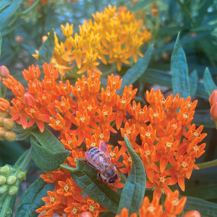 POLLINATOR GARDEN SEED KIT