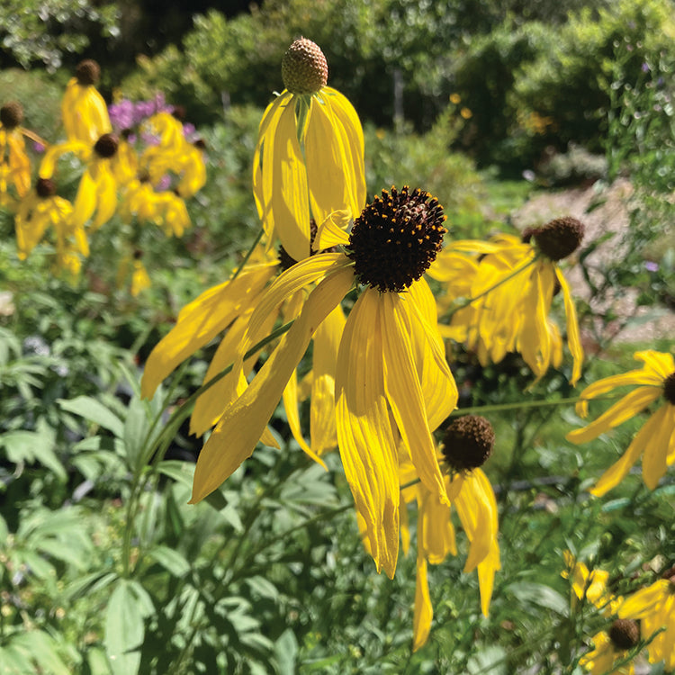 POLLINATOR GARDEN SEED KIT