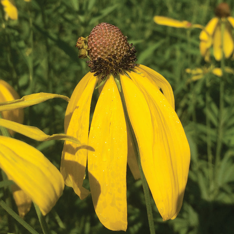 POLLINATOR GARDEN SEED KIT