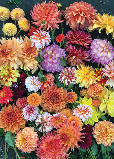 Hello, Dahlias! 1000 Piece Puzzle