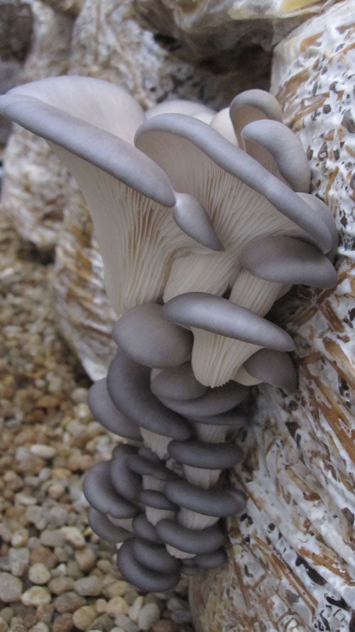 Coffee Cultivator, 8 Ounces