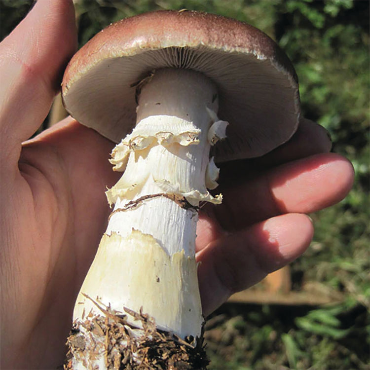 Garden Giant/King Stropharia Mushroom Spawn -5 Lb