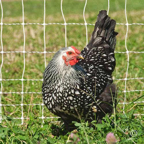 PoultryNet Plus 12/48/3 Starter Kit (Black/White)