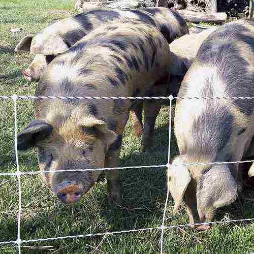 Pig QuikFence 6/30/12 Starter Kit (Black/White)