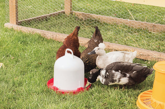 Top Fill Fountain Waterer