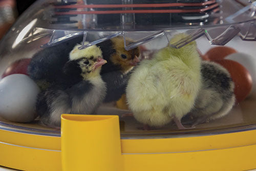 MAXI II ADVANCE, FULLY DIGITAL 14 EGG INCUBATOR