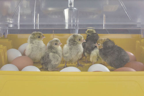 Ovation 28 Ex, Fully Automatic Digital Egg Incubator