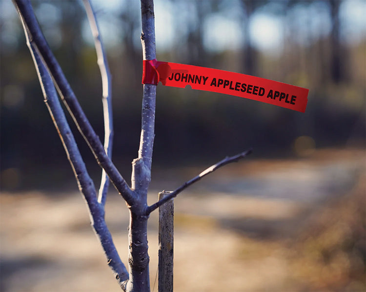 LARGE BARE ROOT JOHNNY APPLESEED AUTHENTIC™ APPLE TREE