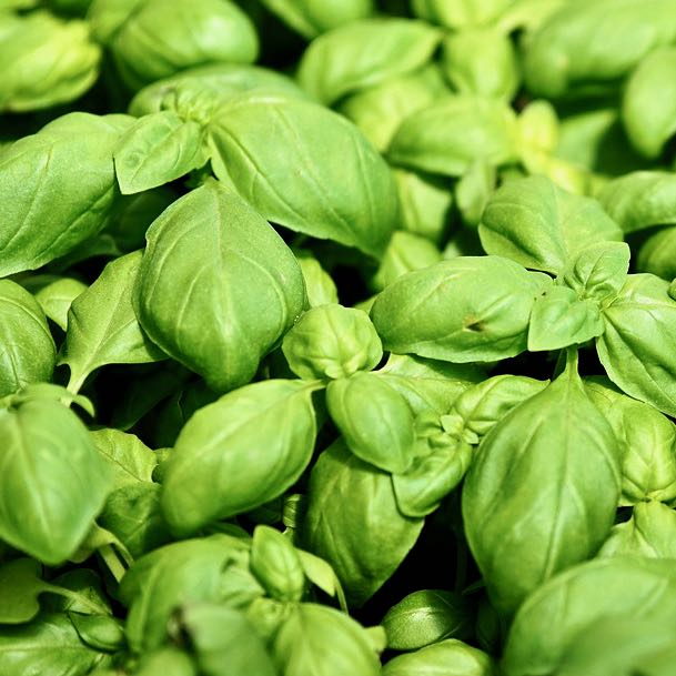 Herb Seeds
