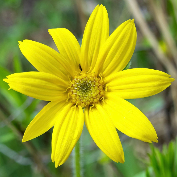Flower Seeds