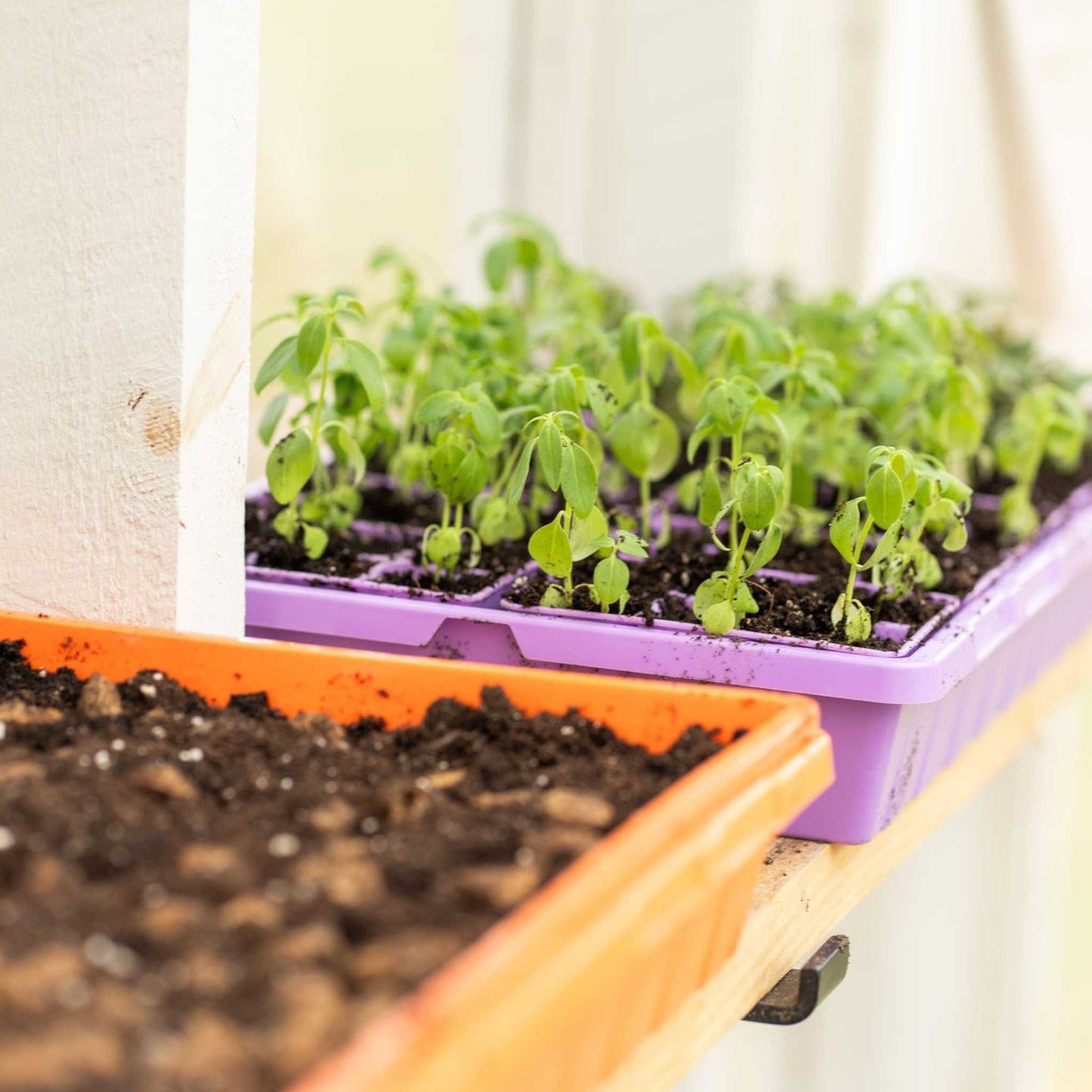 1020 Seed Starting Trays — Colored