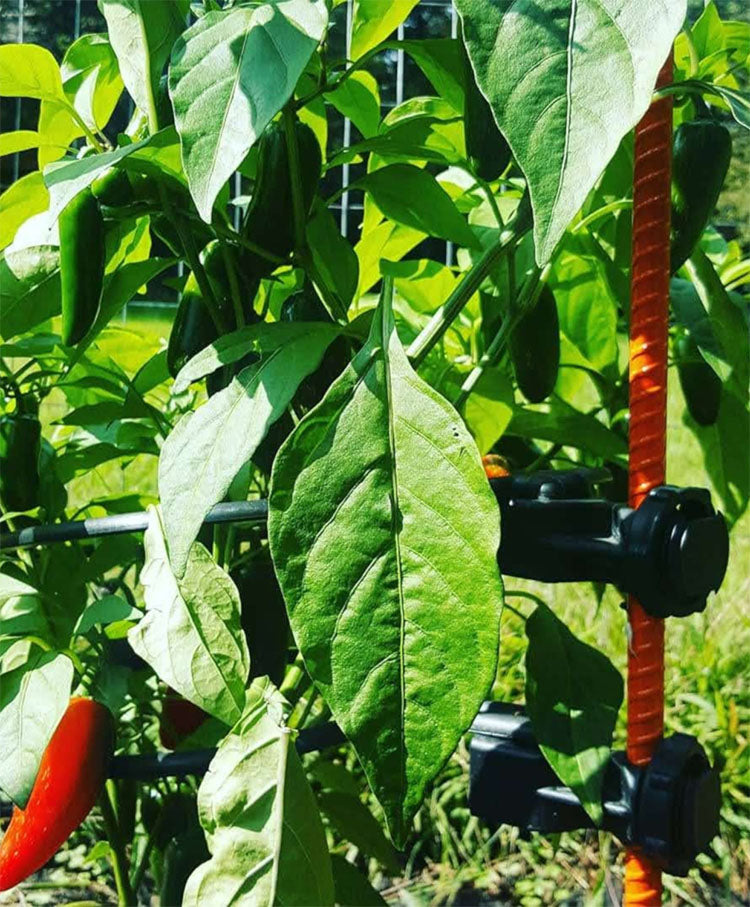 10-INCH PLANT SUPPORT RINGS