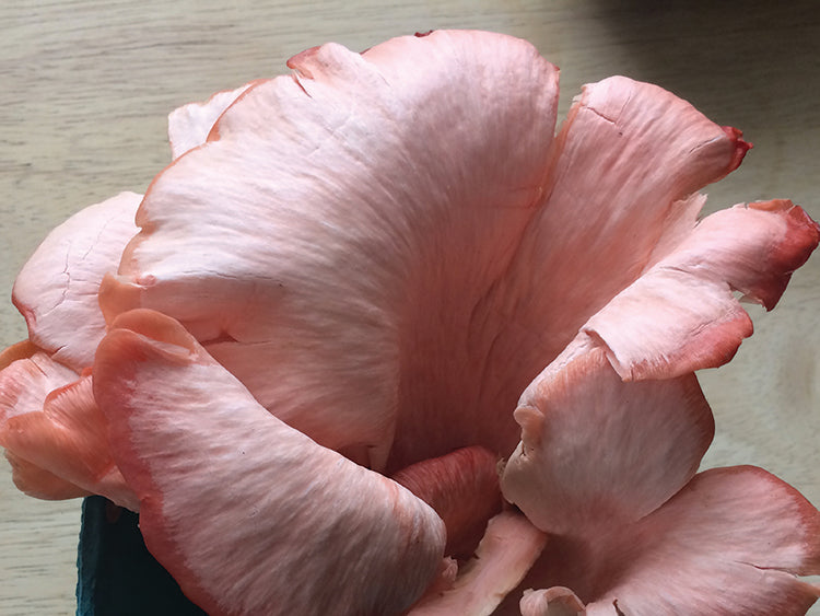 PINK OYSTER MUSHROOM GROWING KIT