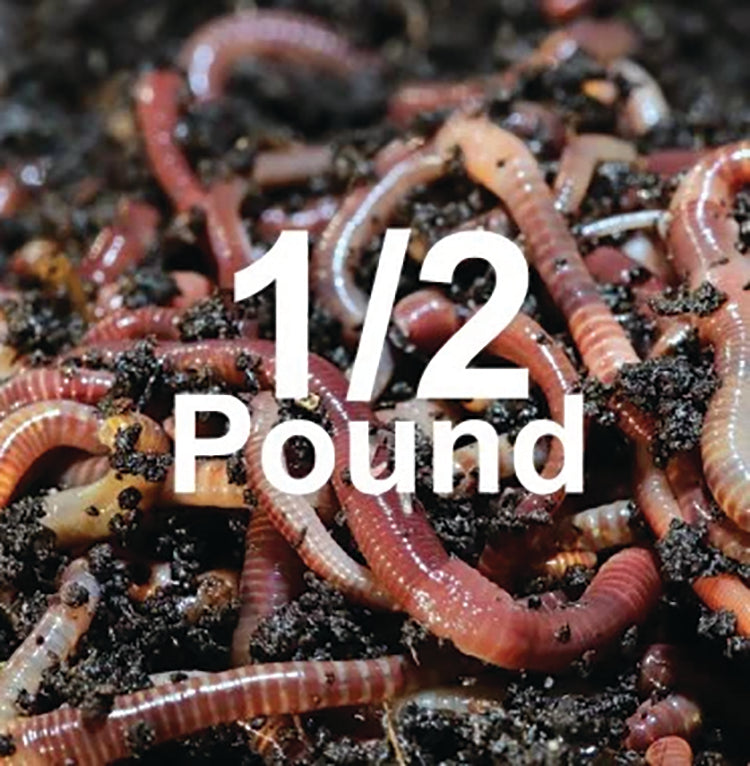 COMPOSTING WORMS