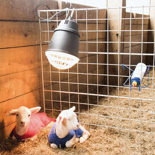 Newborn Lamb & Kid Covers