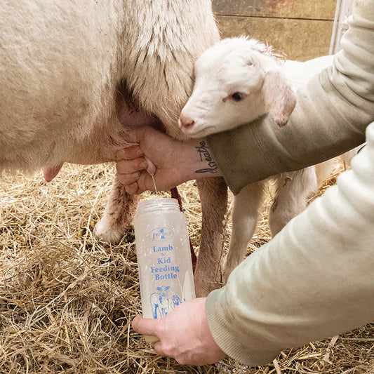 Wide Mouth Lamb 'N' Kid Feeding Bottle