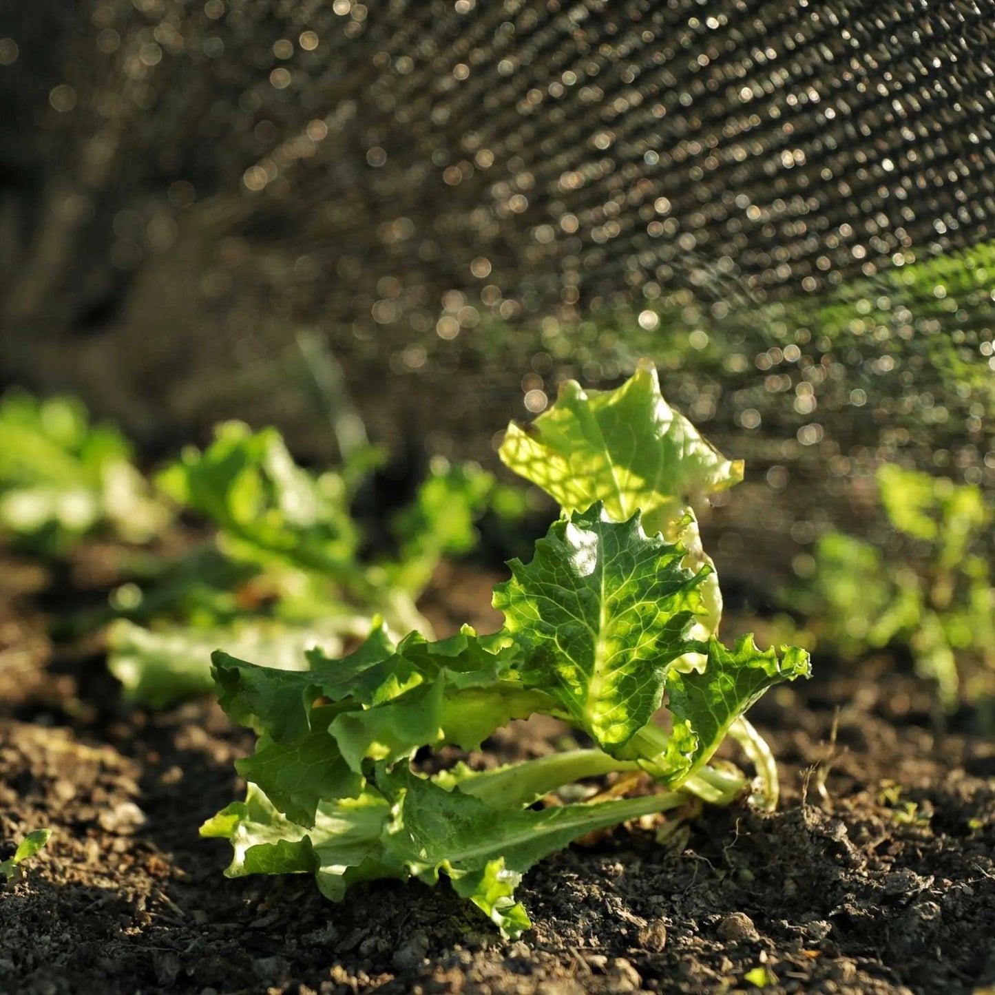 Greenhouse Shade Cloth — 50% Black