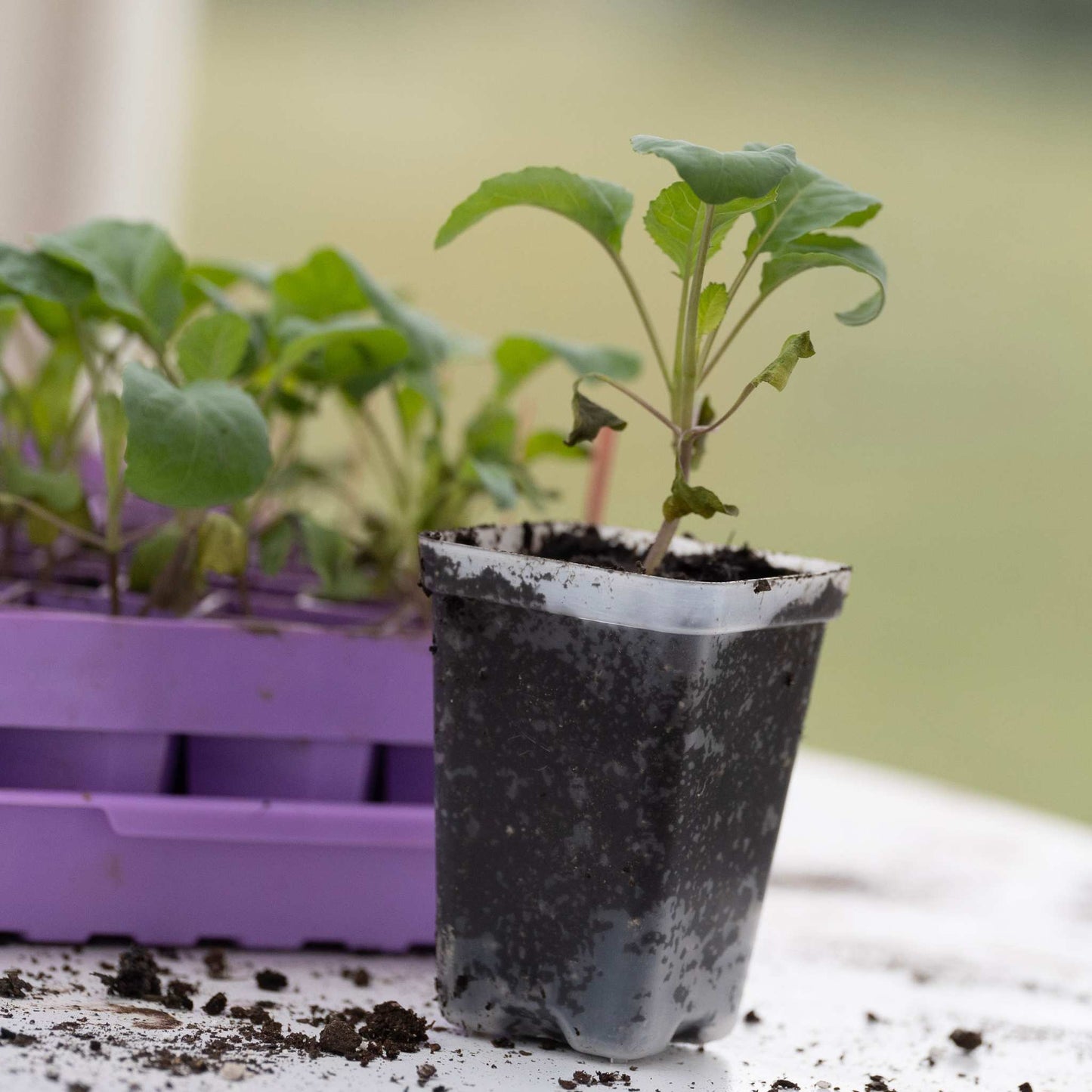 Seed Starter Pots — 2.5" Extra Strength