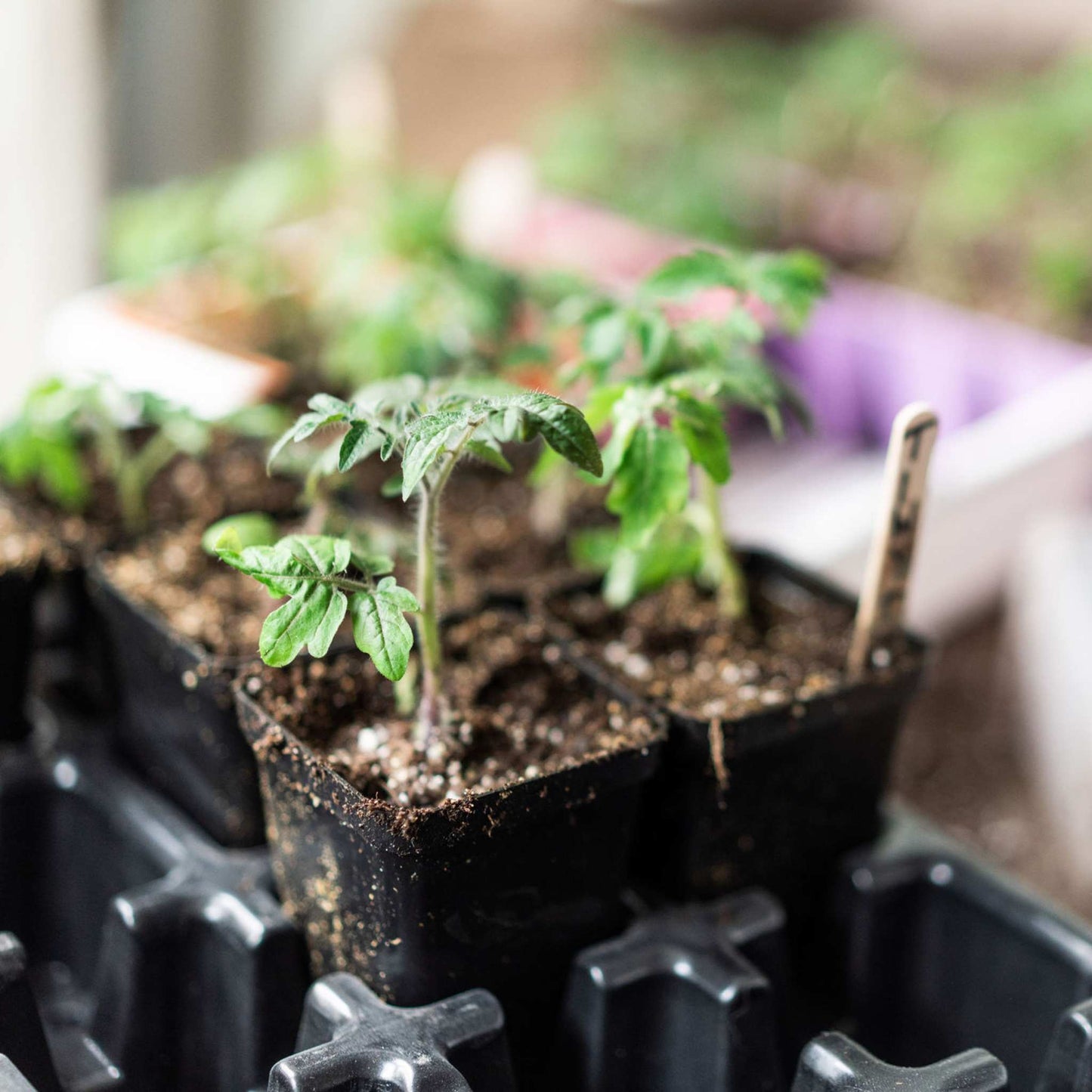 Seed Starter Pots — 2.5" Extra Strength