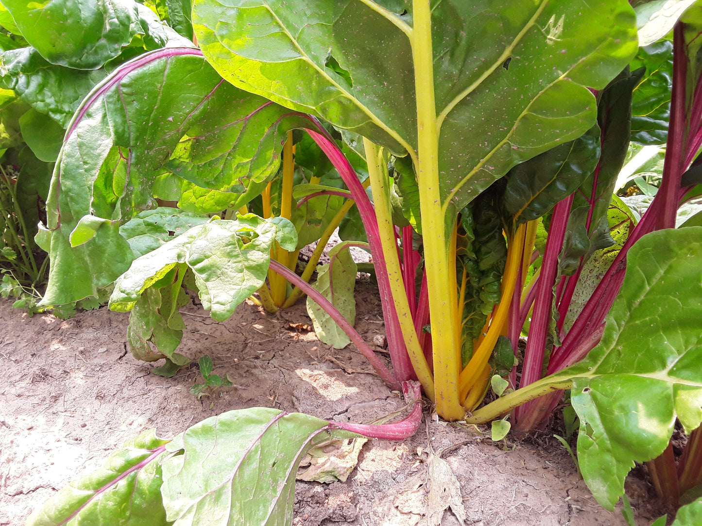 Bright Lights Swiss Chard
