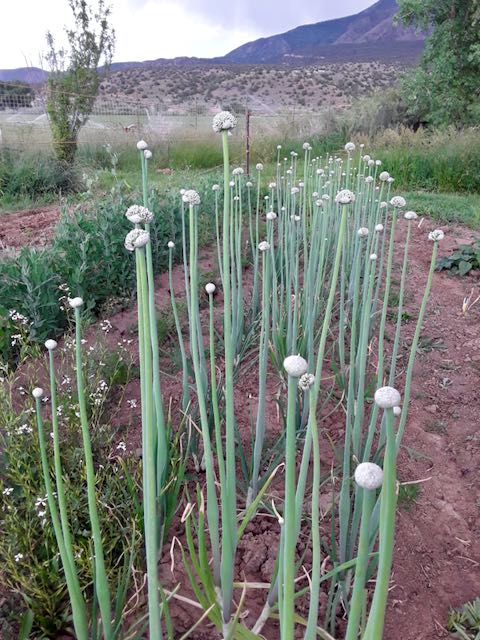 Lofty Onion Landrace
