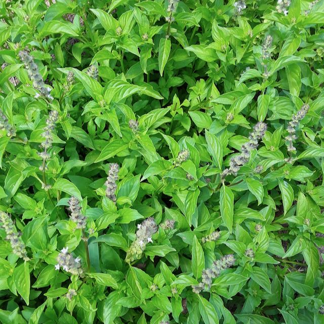 Lemon Basil