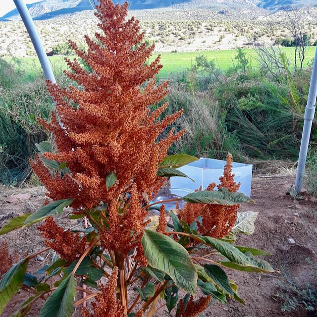 Golden Giant Amaranth