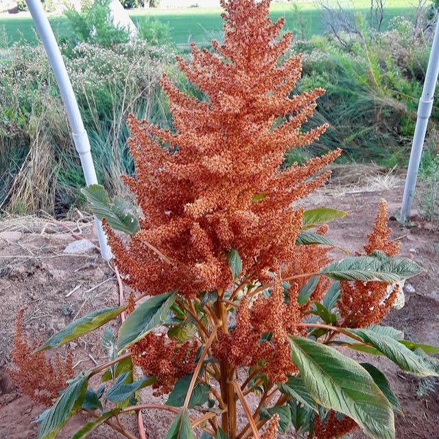 Golden Giant Amaranth