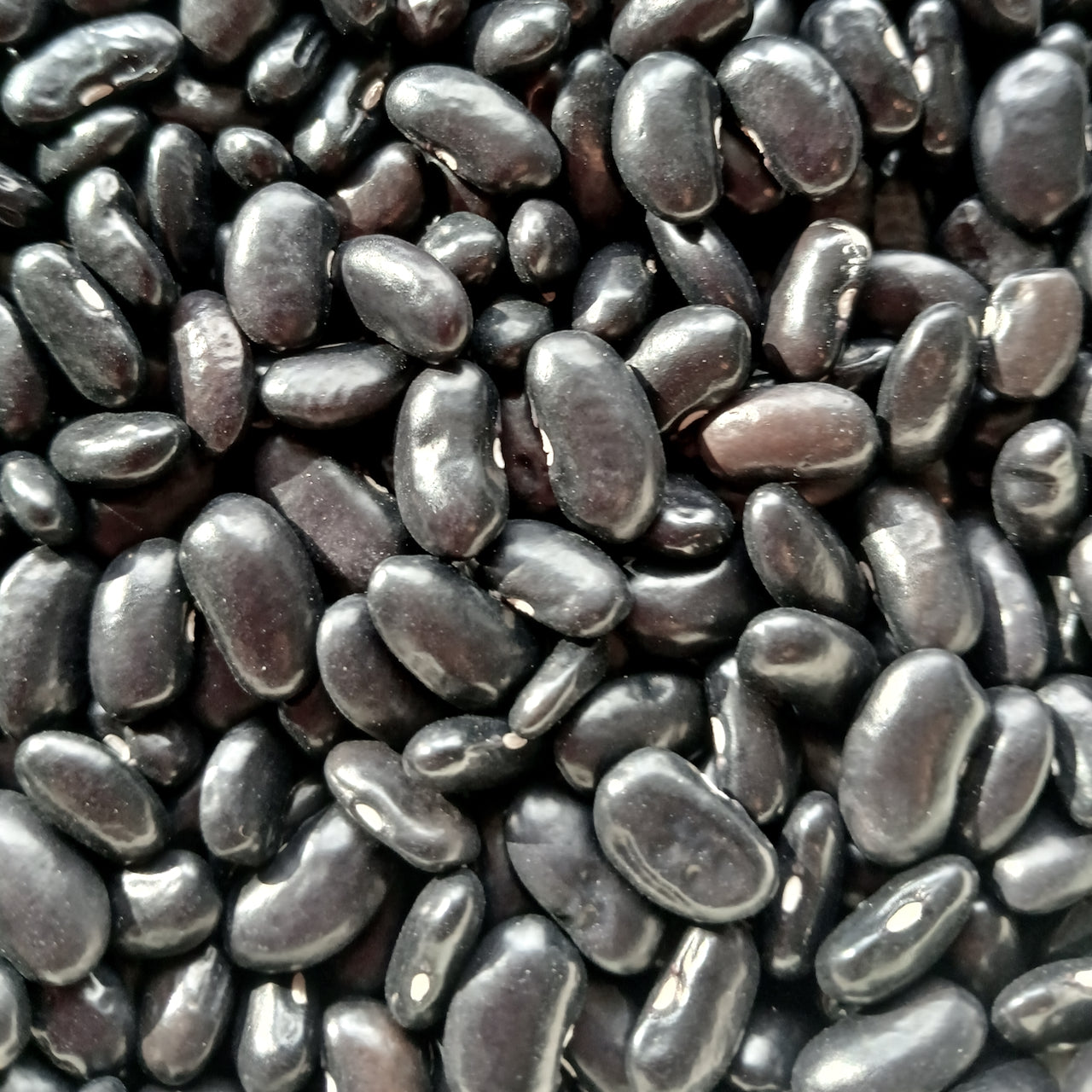 Small Seed CSA Share - 25 Varieties Curated for Your Area!