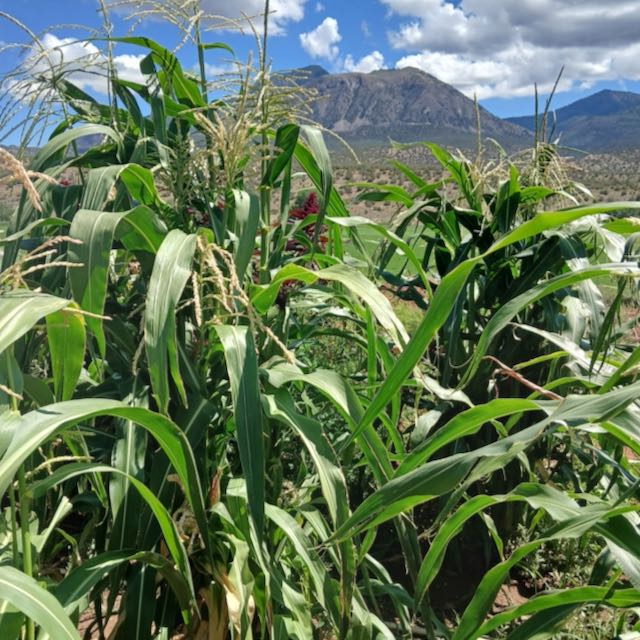 SLIME Corn! << Self-Fertilizing Nitrogen Fixing Trait >>